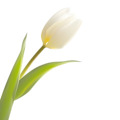 Tulip spring flowers bouquet for your card design.