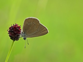 Dunkler Wiesenknopf-Ameisenbläuling (Phengaris nausithous)
