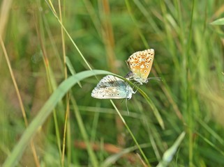 Paarung des Silbergrünen Bläulings (Polyommatus coridon)