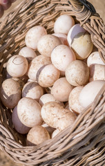 Many fresh eggs collected in basket
