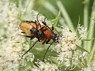 Rothalsbock (Stictoleptura rubra) bei der Paarung