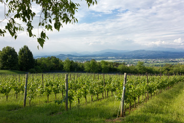 Fototapeta na wymiar Rural Landscape With Vineyard in the Foreground