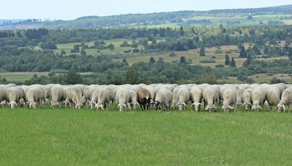 Obraz premium Schwarzes Schaf in der Rhön