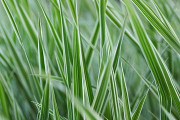 Green grass with white streaks.