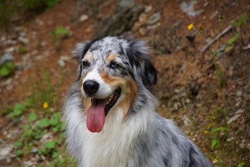 Australian Shepherd