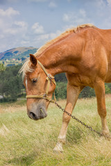 Portrait of brown horse grazing in a meadow at sunny day
