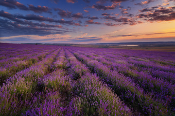 Fototapeta na wymiar Lavender field on sunset