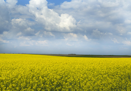Rapeseed canola crop field blooming at spring