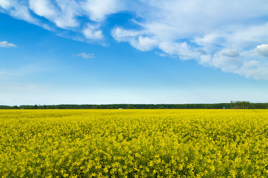 Rapeseed, canola cops field blooming at spring