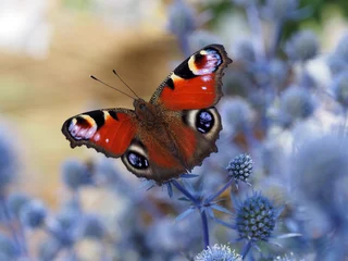 Garden poster Butterfly Peacock butterfly