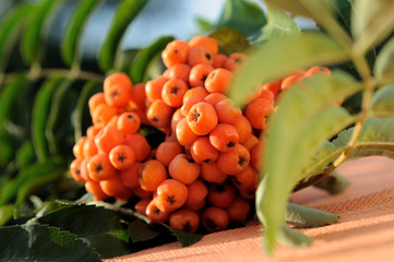 Bunches of large ripe rowanberries.