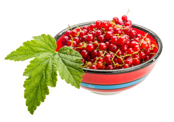 Red currant