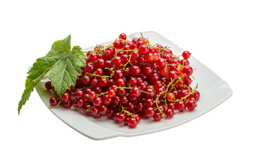 Red currant