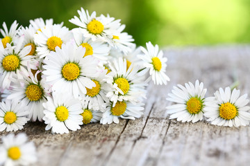 Gänseblümchen © jd-photodesign