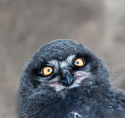Piccolo di Civetta delle nevi - Bubo scandiacus