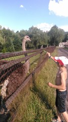Mały chłopiec i struś © Mirek