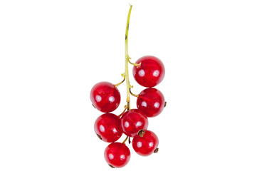 Bunch of red currant isolated on white background