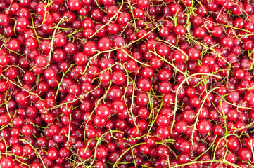 Red currant background