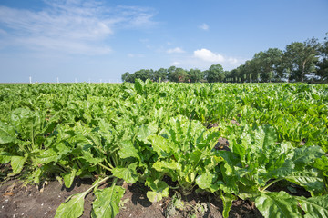 Fototapeta na wymiar Dutch farmland with sugar beets