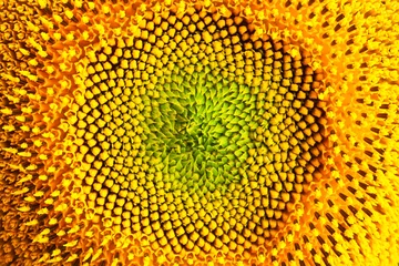 Poster sunflower © bergamont