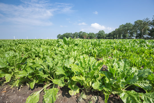 Dutch Farmland With Sugar Beets