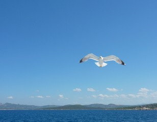 Fototapeta na wymiar Close-up of seagull, flying over blue sky