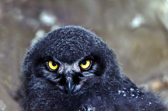 Piccolo di Civetta delle nevi - Bubo scandiacus