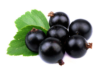 Black currant with leaf