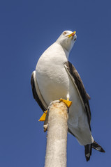 Seagull on a stick