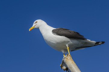 Fototapeta na wymiar Seagull on a stick