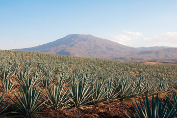 Campo de agave en Tequila, Jalisco (México) - 68137202