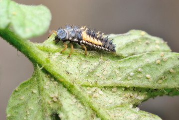Ladybug nymph