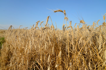 Wheat ears on a background the field and blue sky