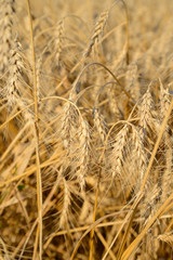 Fragment of field with ears of ripe wheat