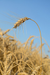 Ear of wheat on a background the field and blue sky