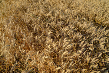 Wheat field with ripe ears