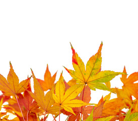 Buntes Laub im Herbst