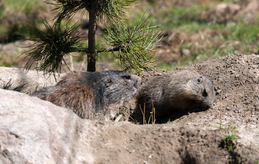 Marmotta alpina con cucciolo