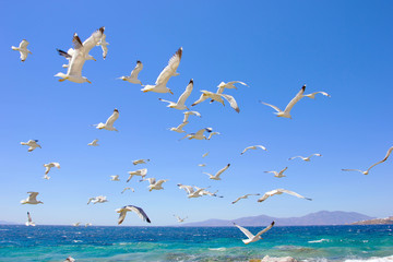 Obraz premium swarm of flying sea gulls