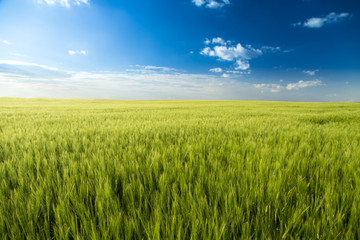 Green field landscape, barly plants over blue sky