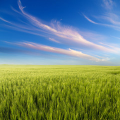 Green field landscape, agricultural field, barley.