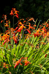 Orange crocosmia in an English garden