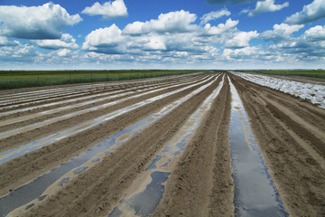 Watermelon beds covered with plastic foil ready for planting