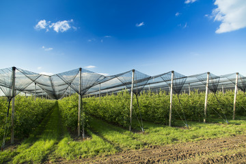 Apple orchard covered with anti hail net