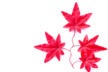 red leaf with a white background