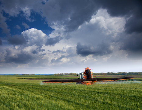 Farmer spraying wheat field at spring season