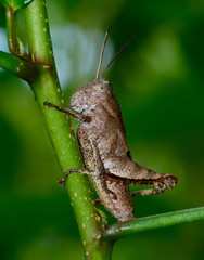 side view  of  brown grasshopper hanging on tree branch