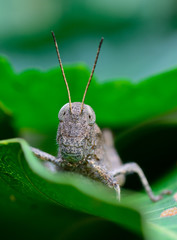 front view  of brown grasshopper hanging on leaf