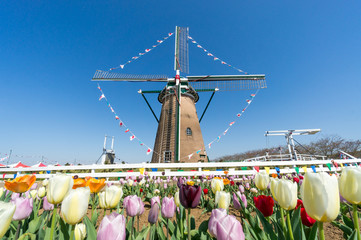 オランダ風車とチューリップ - 68142648