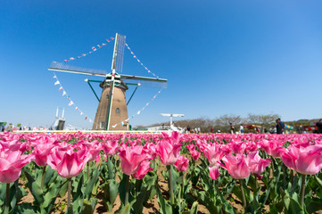 オランダ風車とチューリップ - 68142649